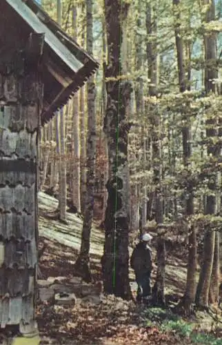 Postcard Romania Sinaia Padurea Piscul Cainelui