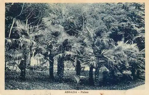 Postcard Croatia Abbazia Palme