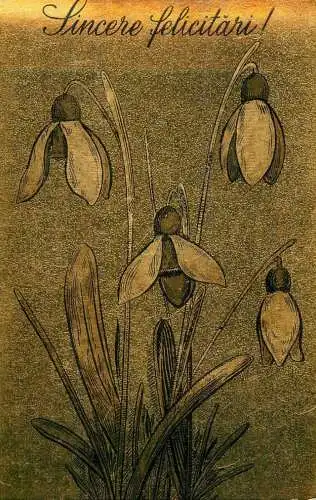 Heartfelt greetings snowdrops flowers postcard
