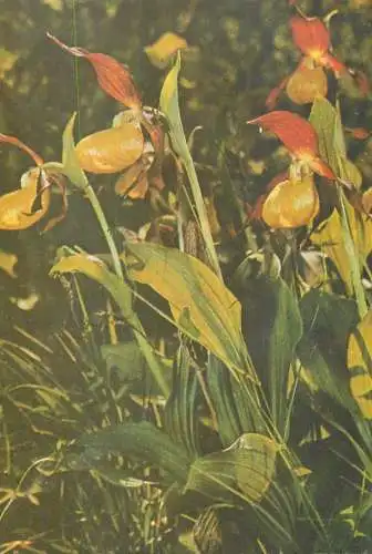 Romania Sibiu Muzeul de Istorie Naturala Cypripedium calceolus Papucul Doamnei