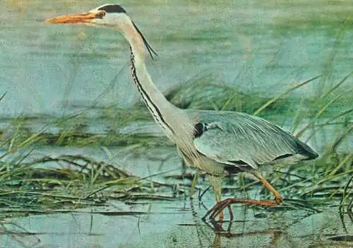 Romania Sibiu Muzeul de Istorie Naturala starc cenusiu
