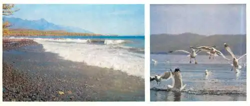 Russia Baikal lake gulls