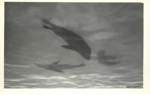 Photo dolphins shaddow