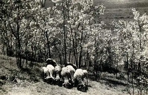 Hungary scenic with sheep