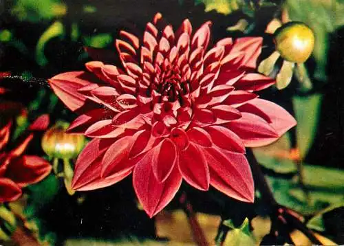 Flora Postcard Dahlia hybrida