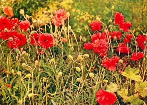 Wild flowers red poppies papaver rhoea