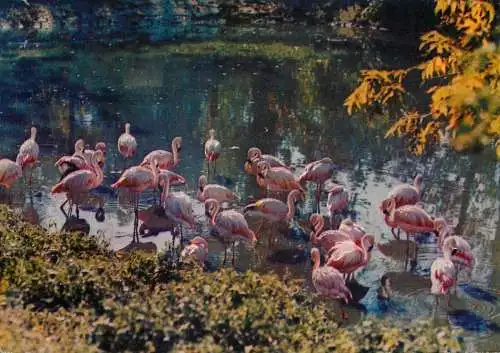 Poland Warsaw Municipal Zoo Chilean flamingos