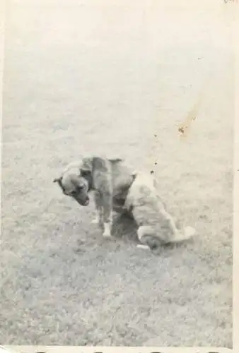 Romania souvenir photo 6 x 9 cm dogs playing
