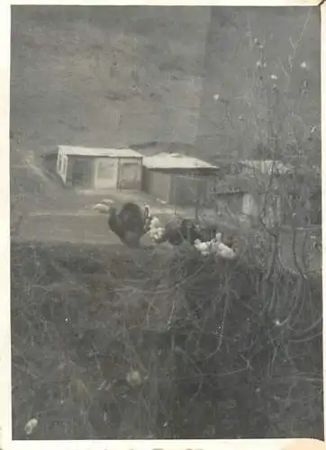 Romania sport topic souvenir photo 6 x 9 cm chicken coop