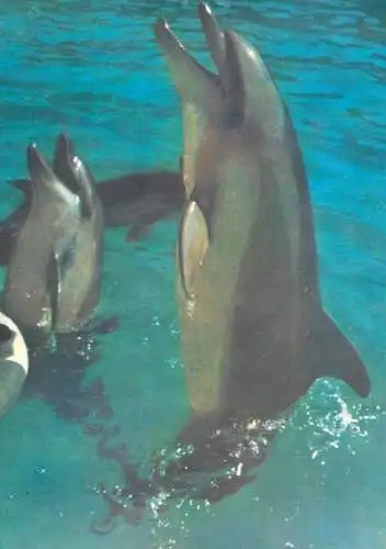 Delphinus Delphis Ponticus dolphin Dolphinarium Constanta