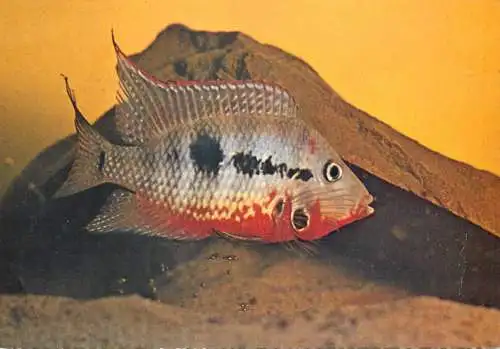 Cichlasoma meeki