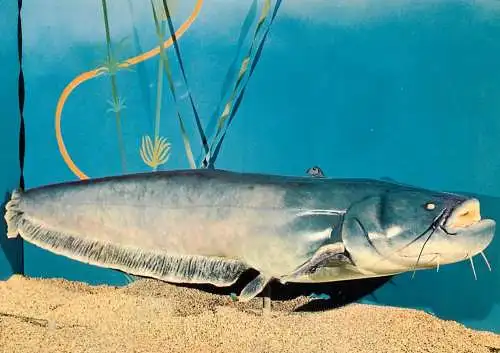 Silurus glanis