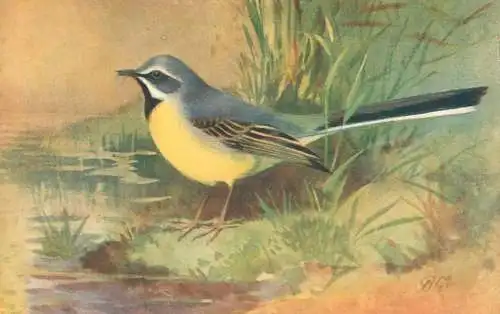 Grey wagtail pictorial