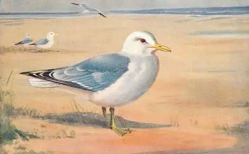 Common gull pictorial