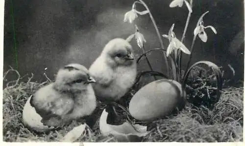 Photo 6 x 9 cm Romania social history 1969 chicken hatching Easter