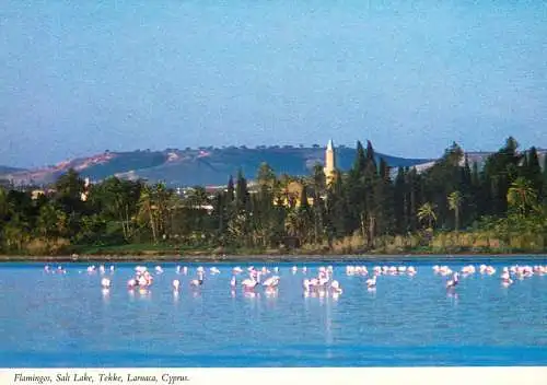 Cyprus Larnaca Salt Lake Tekke flamingo birds
