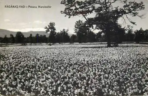 Romania Fagaras-Vad Poiana Narciselor