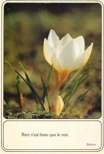 Postcard flower Belgium spring flower and Boileau quote