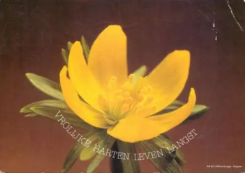 Postcard flower Belgium yellow flower card