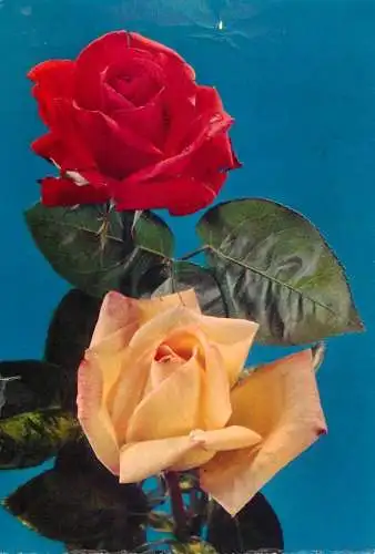 Postcard flower Belgium flower card