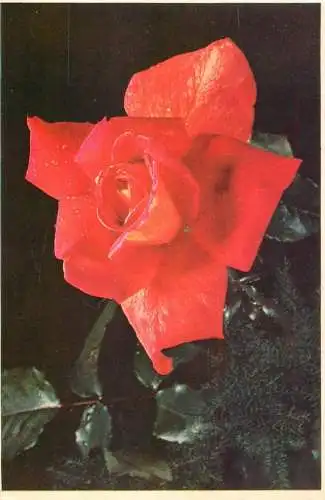 Postcard flower Belgium flower card Le soleil dans le nuit