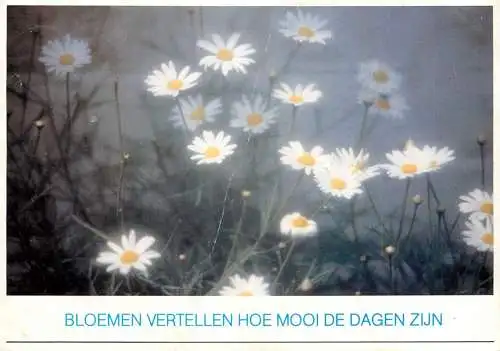 Postcard flower Belgium Bloemen Vertellen Hoe Mooi De Dagen Zijn