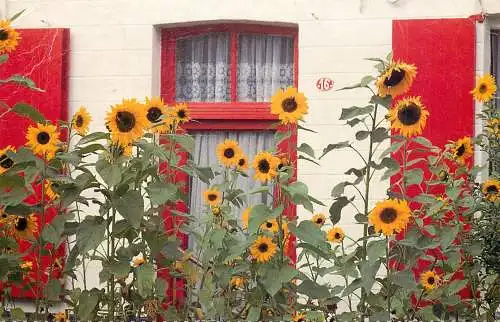 Postcard flower Belgium Tournesol sun flower bush