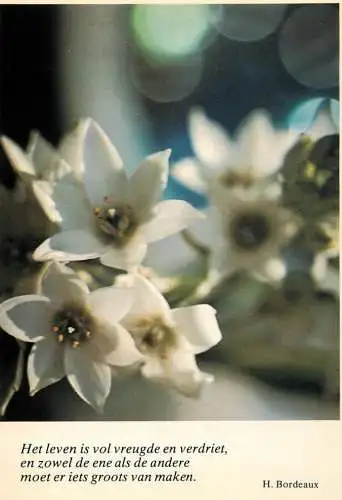 Postcard flower France H. Bordeaux flower bush