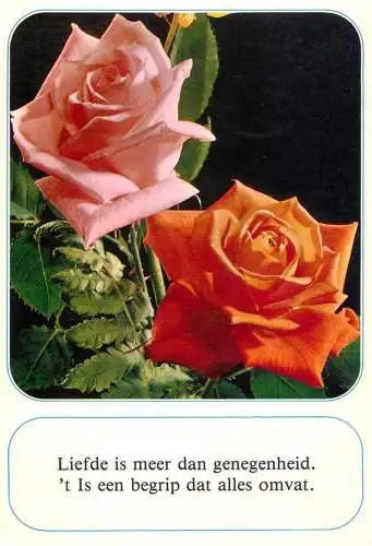 Postcard flower Belgium rose bush