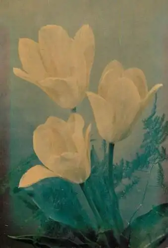 Postcard flower Germany tulip flower