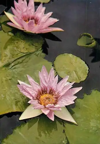Postcard flower Belgium flower on the lake