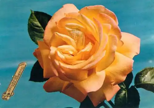Postcard flower Belgium yellow rose flower