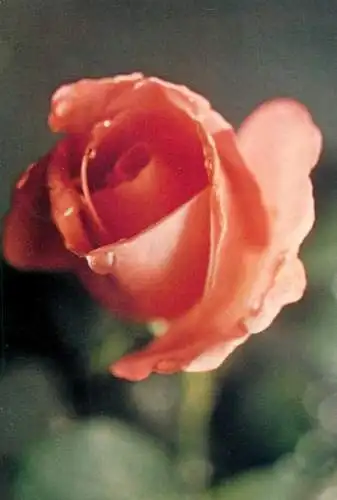 Postcard flower rose Belgium