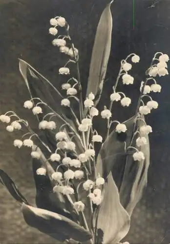 Postcard flower field Switzerland Muguet Maiglocklein
