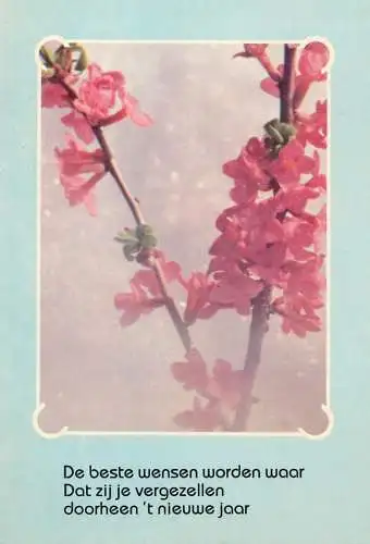 Postcard flower cherry tree Belgium