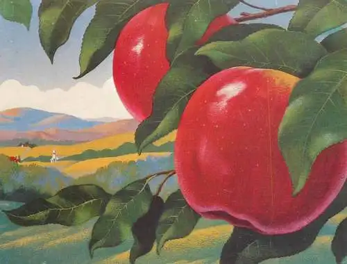 Postcard Celestial Seasoning Country Apple Herb Tea Paul Blakey 1980 Belgium