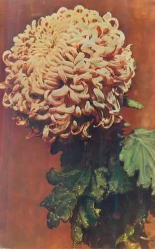 Chrysanthemum flower postcard