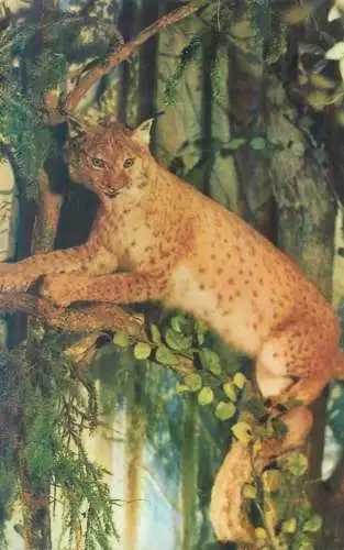 Animals Maximafilie lynx