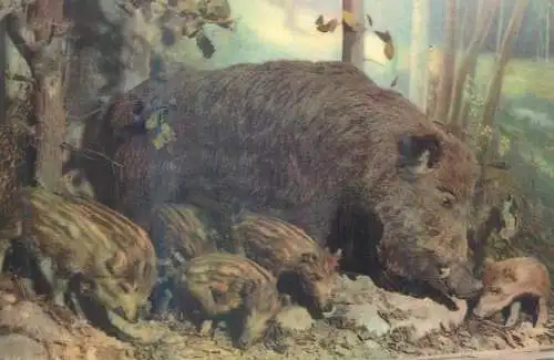 Animals Maximafilie wild boar female with little pigs