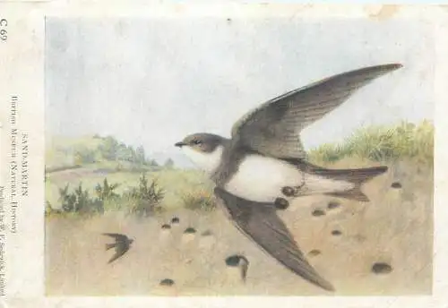 Postcard animal bird Sand Martin british museum