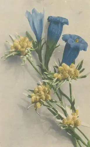 Postcard holiday card flower scene blue flower