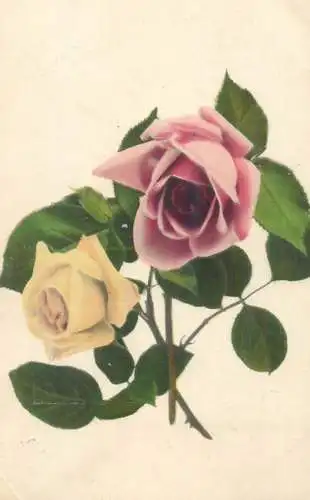 Postcard greetings card flower rose 1916