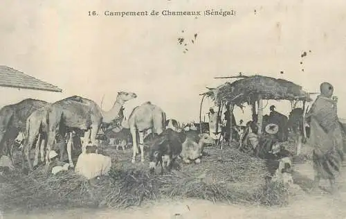Senegal Campament de chameaux scenes et types