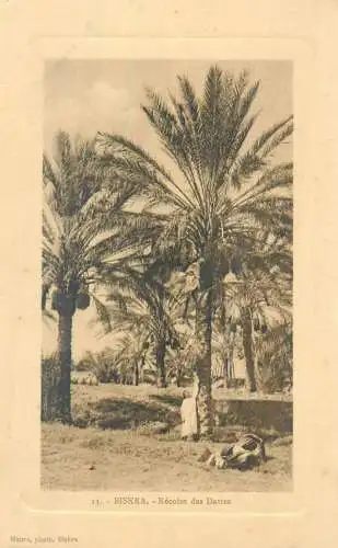 Algeria Biskra Recolte des Dattes