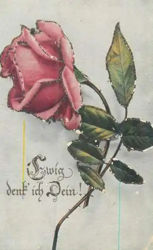 Rose flower picture