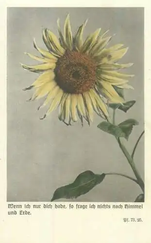 Sunflower photo