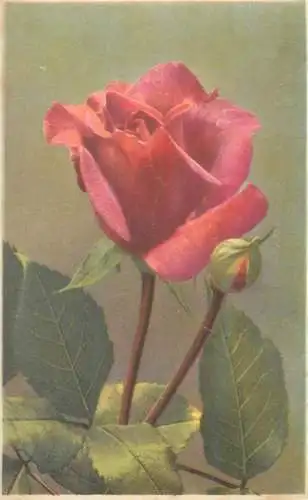Red rose photo detail view