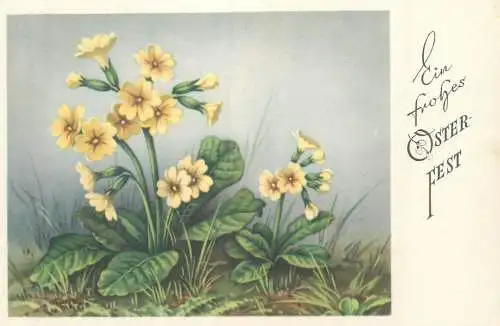 Easter greetings primose flowers