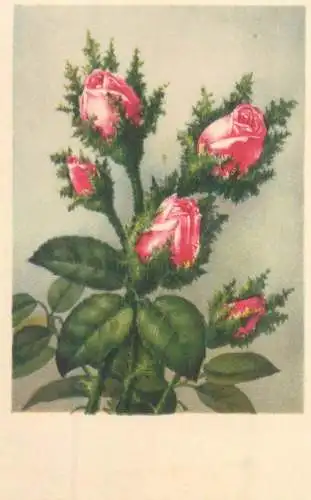 Flowers roses bouquet