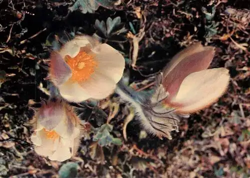 Postcard flower fleurs alpestres du Valais Anemones soufrees 1970